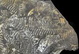 Wide Fossil Seed Fern Plate - Pennsylvania #51155-3